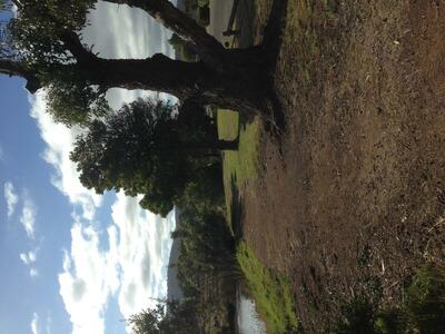 looking along walking track