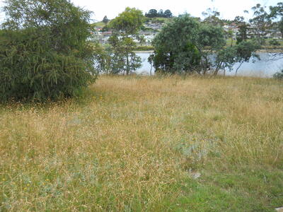 native grasses