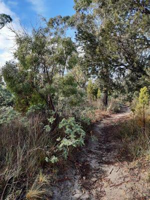 Ada Street Reserve bush track