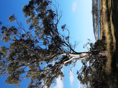 old eucalypt tree