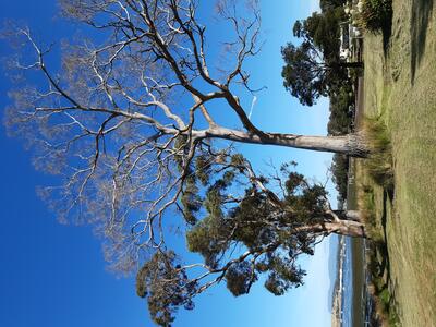 old eucalypt tree