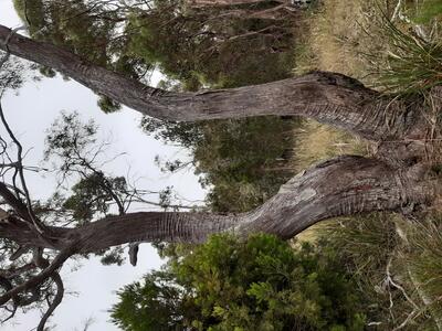 twin trunk eucalypt tree