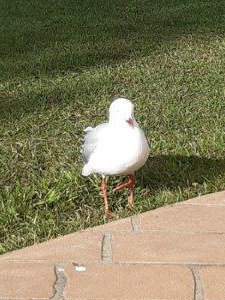 seagull with prominent growth on left leg